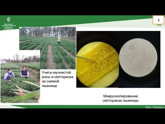 3 Микроскопирование септориоза пшеницы Учеты мучнистой росы и септориоза на озимой пшенице