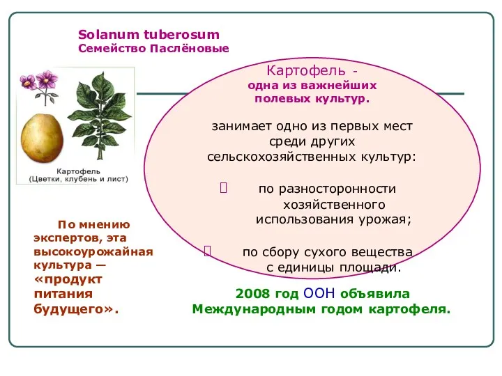 Solanum tuberosum Семейство Паслёновые Картофель - одна из важнейших полевых культур. занимает одно