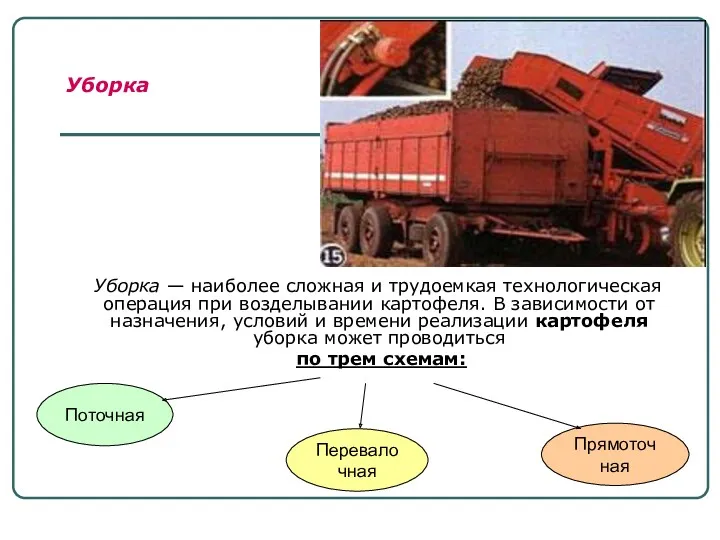 Уборка — наиболее сложная и трудоемкая технологическая операция при возделывании картофеля. В зависимости