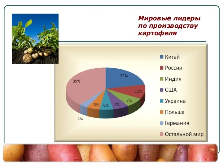 Мировые лидеры по производству картофеля