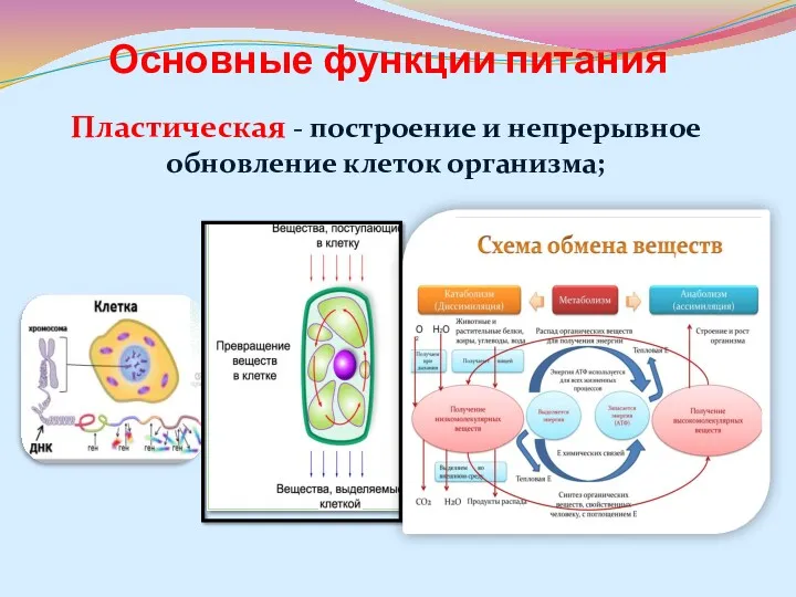 Основные функции питания Пластическая - построение и непрерывное обновление клеток организма;