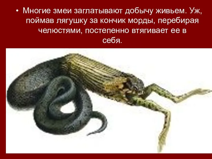 Многие змеи заглатывают добычу живьем. Уж, поймав лягушку за кончик