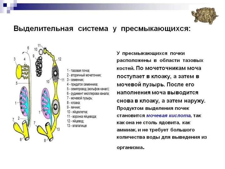 Выделительная система Выделительная система пресмыкающихся сходна с таковой рыб и