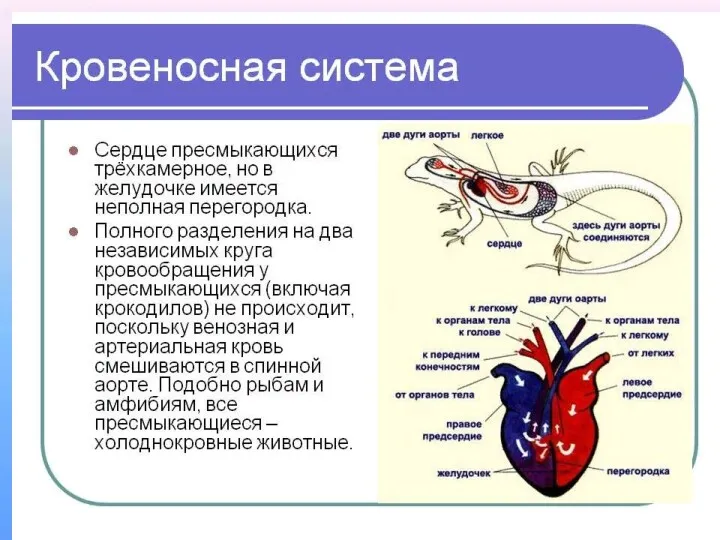 Строение кровеносной системы Такое строение сердца и две дуги аорты,