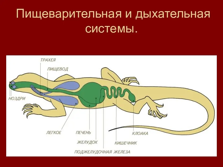 Пищеварительная и дыхательная системы.