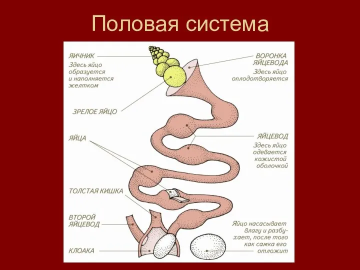 Половая система