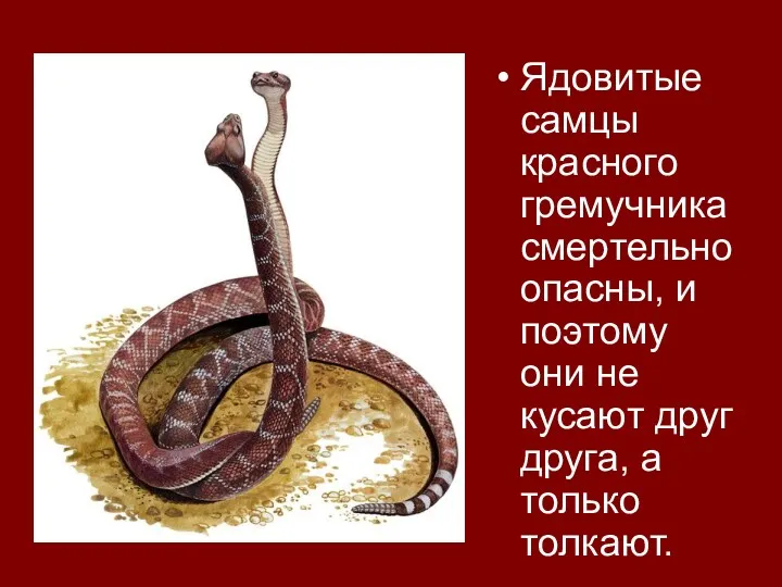 Ядовитые самцы красного гремучника смертельно опасны, и поэтому они не кусают друг друга, а только толкают.