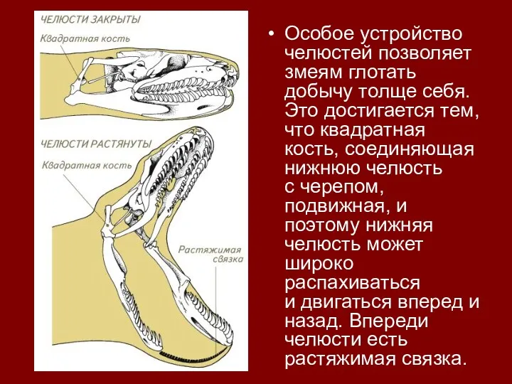 Особое устройство челюстей позволяет змеям глотать добычу толще себя. Это