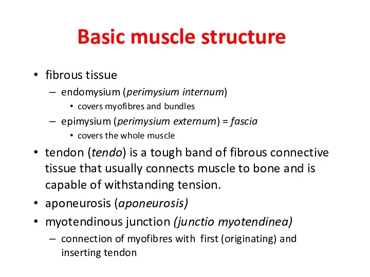 Basic muscle structure fibrous tissue endomysium (perimysium internum) covers myofibres