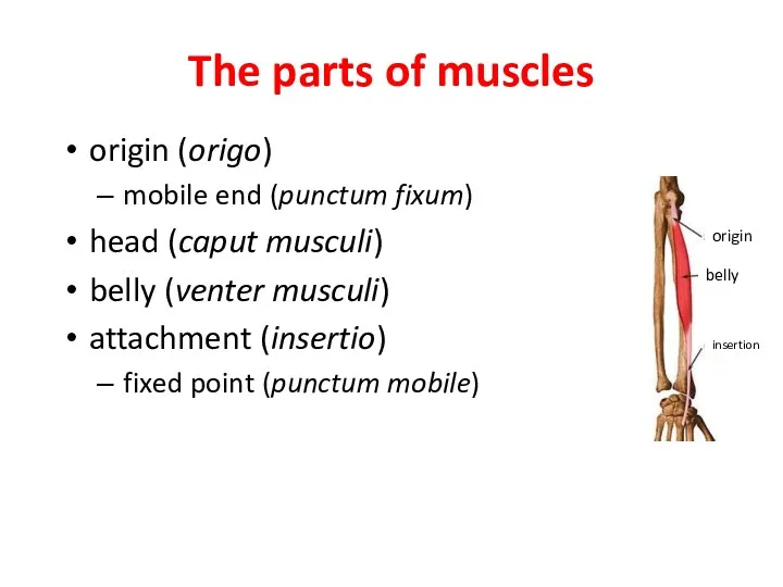 The parts of muscles origin (origo) mobile end (punctum fixum)