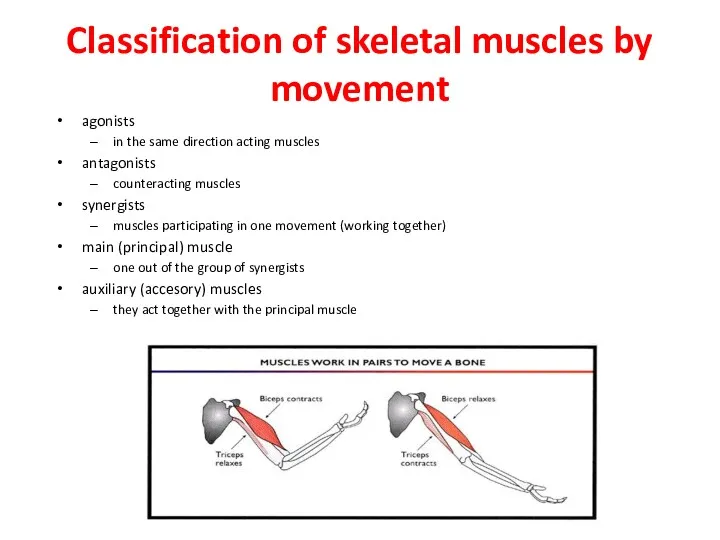Classification of skeletal muscles by movement agonists in the same