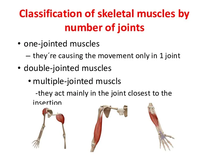 Classification of skeletal muscles by number of joints one-jointed muscles