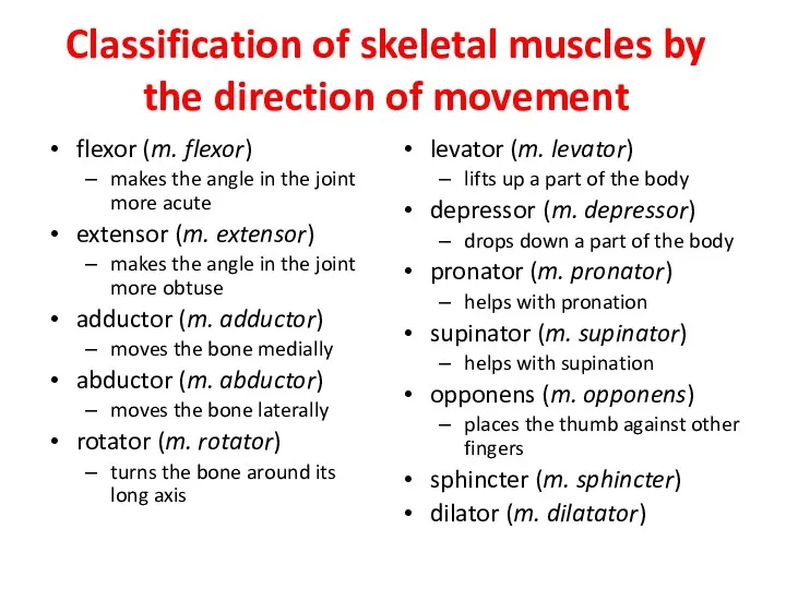 Classification of skeletal muscles by the direction of movement flexor