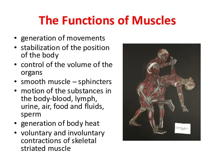 The Functions of Muscles generation of movements stabilization of the