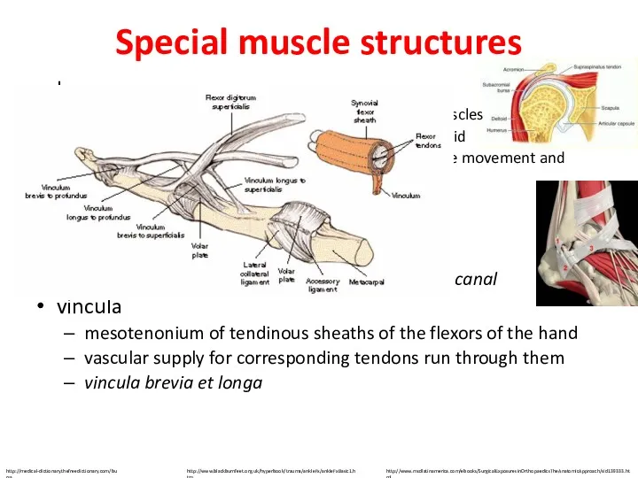 Special muscle structures bursae mucosae pouches in the vincinity of