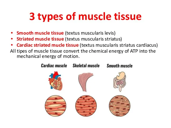3 types of muscle tissue Smooth muscle tissue (textus muscularis