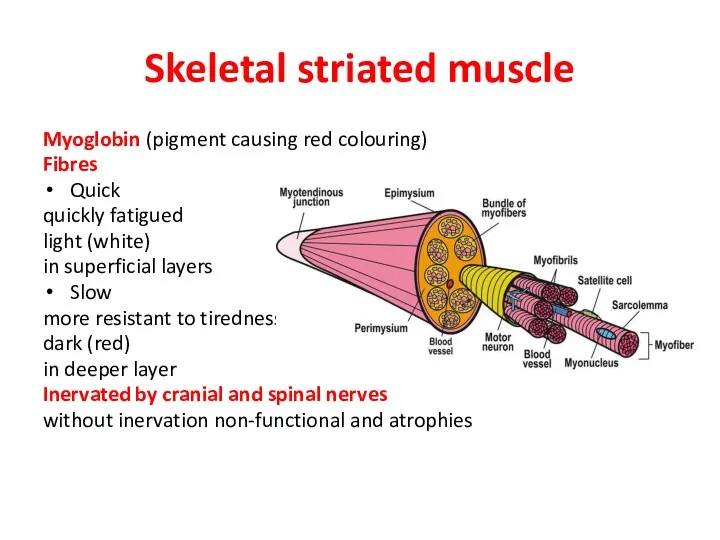 Skeletal striated muscle Myoglobin (pigment causing red colouring) Fibres Quick