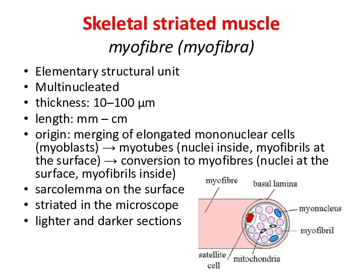 Skeletal striated muscle myofibre (myofibra) Elementary structural unit Multinucleated thickness: