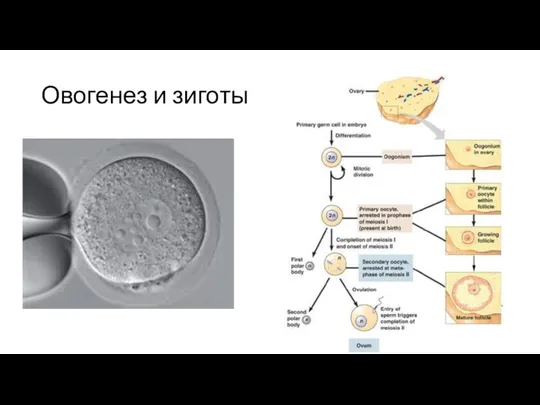 Овогенез и зиготы