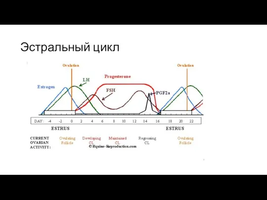 Эстральный цикл