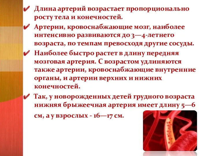 Длина артерий возрастает пропорционально росту тела и конечностей. Артерии, кровоснабжающие