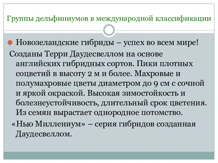 Группы дельфиниумов в международной классификации Новозеландские гибриды – успех во