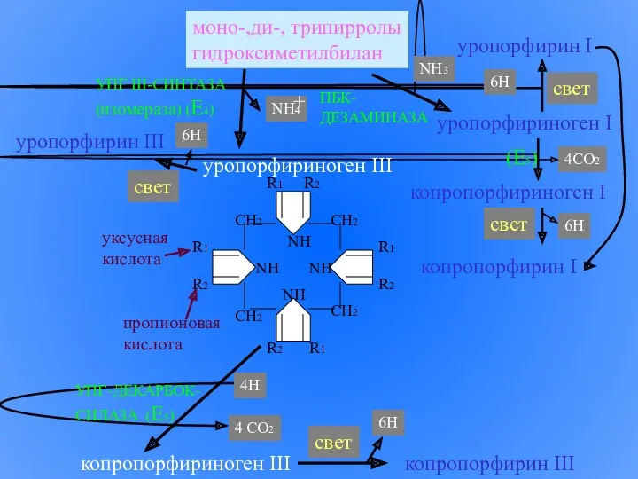 моно-,ди-, трипирролы гидроксиметилбилан уропорфириноген I уропорфирин I копропорфириноген I копропорфирин