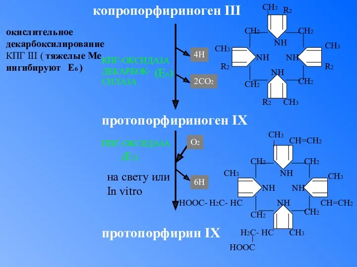 копропорфириноген III окислительное декарбоксилирование КПГ III ( тяжелые Ме ингибируют Е6 ) протопорфириноген IX протопорфирин IX