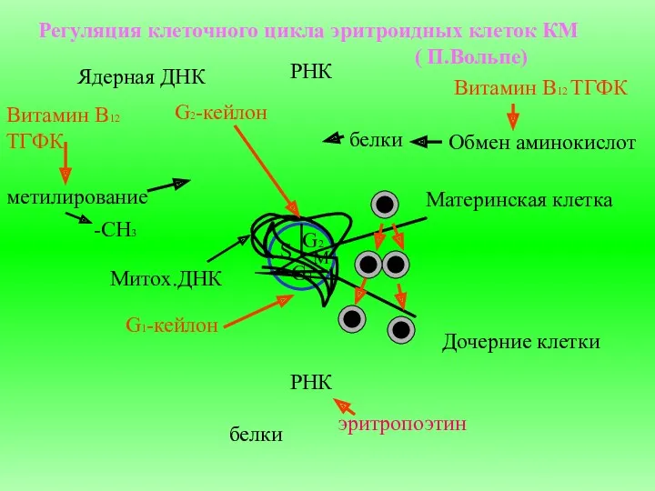 Регуляция клеточного цикла эритроидных клеток КМ ( П.Вольпе) Материнская клетка