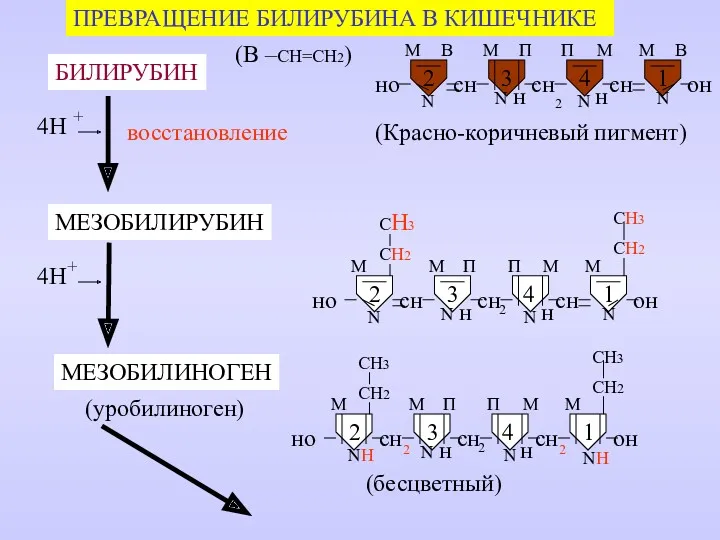 ПРЕВРАЩЕНИЕ БИЛИРУБИНА В КИШЕЧНИКЕ БИЛИРУБИН МЕЗОБИЛИРУБИН