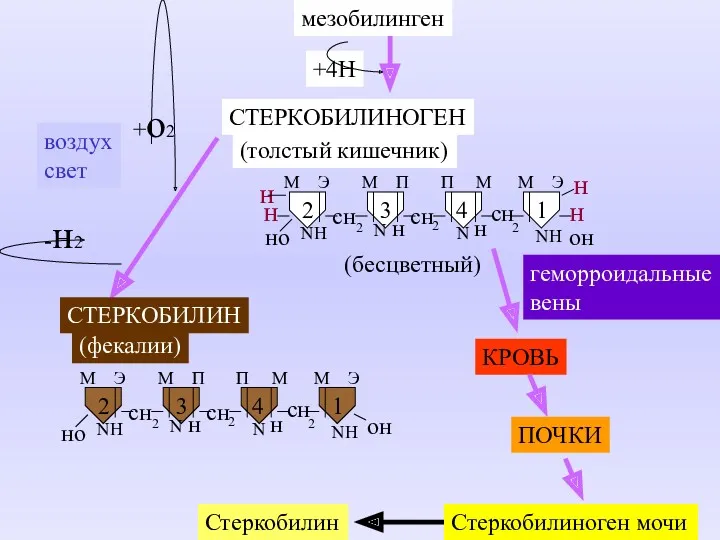 КРОВЬ ПОЧКИ Стеркобилиноген мочи Стеркобилин