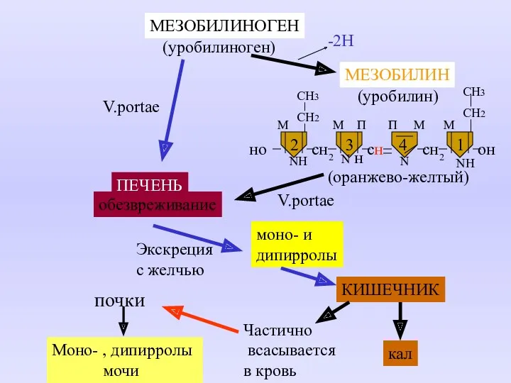 КИШЕЧНИК кал Частично всасывается в кровь Моно- , дипирролы мочи почки