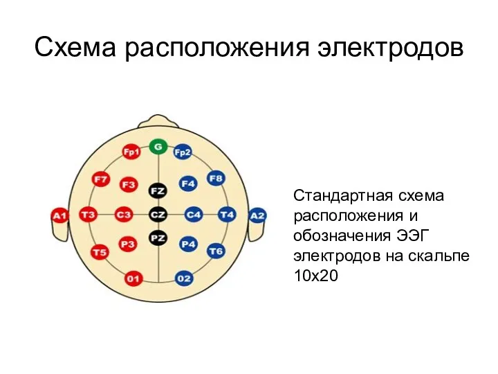 Схема расположения электродов Стандартная схема расположения и обозначения ЭЭГ электродов на скальпе 10х20