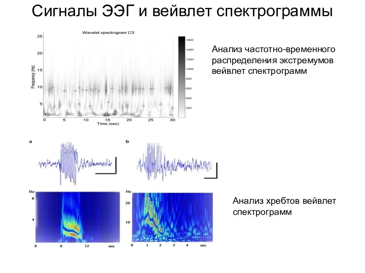 Сигналы ЭЭГ и вейвлет спектрограммы Анализ частотно-временного распределения экстремумов вейвлет спектрограмм Анализ хребтов вейвлет спектрограмм