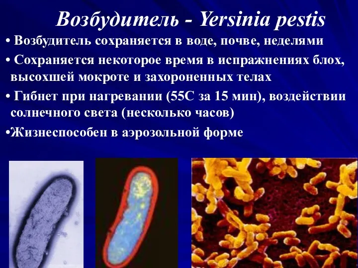 Возбудитель - Yersinia pestis Возбудитель сохраняется в воде, почве, неделями