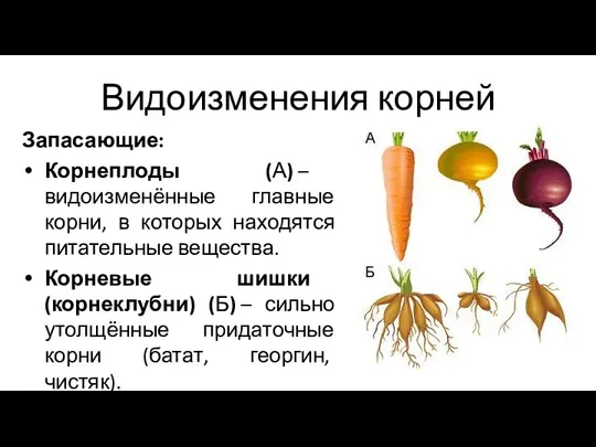 Видоизменения корней Запасающие: Корнеплоды (А) – видоизменённые главные корни, в