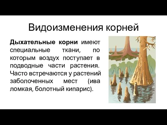 Дыхательные корни имеют специальные ткани, по которым воздух поступает в