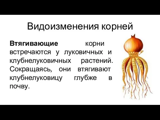 Втягивающие корни встречаются у луковичных и клубнелуковичных растений. Сокращаясь, они