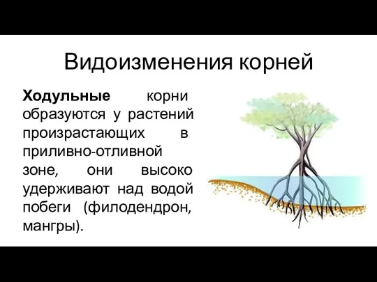 Ходульные корни образуются у растений произрастающих в приливно-отливной зоне, они