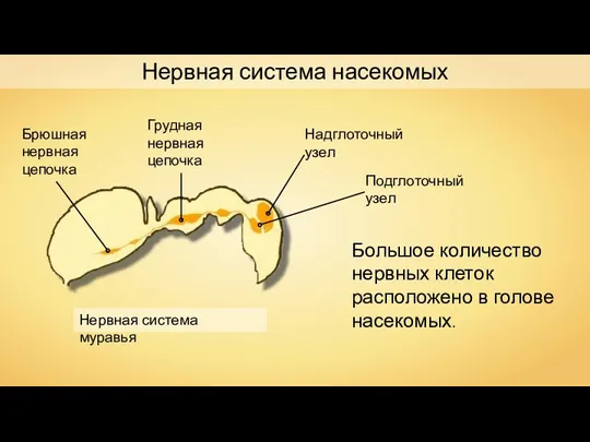 Нервная система насекомых Нервная система муравья Большое количество нервных клеток расположено в голове