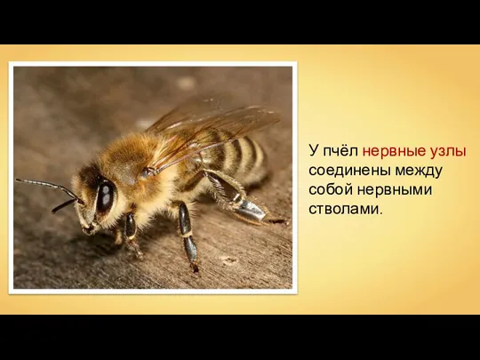 У пчёл нервные узлы соединены между собой нервными стволами.