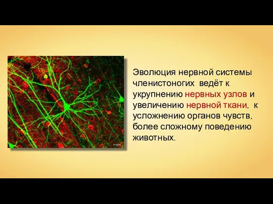Эволюция нервной системы членистоногих ведёт к укрупнению нервных узлов и увеличению нервной ткани,
