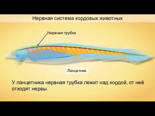 Нервная система хордовых животных У ланцетника нервная трубка лежит над