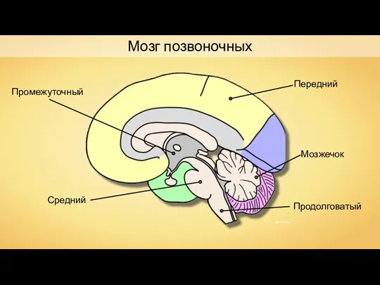 Передний Средний Промежуточный Продолговатый Мозжечок Мозг позвоночных NEUROtiker
