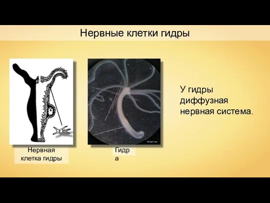 Нервные клетки гидры Нервная клетка гидры У гидры диффузная нервная система. Гидра Oinari-san