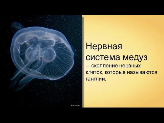 BS Thurner Hof Нервная система медуз — скопление нервных клеток, которые называются ганглии.