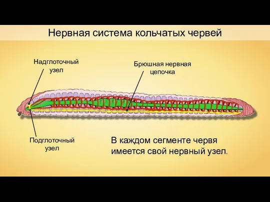 Нервная система кольчатых червей Надглоточный узел Подглоточный узел Брюшная нервная