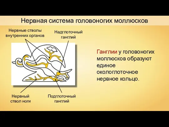 Нервная система головоногих моллюсков Надглоточный ганглий Подглоточный ганглий Нервные стволы внутренних органов Нервный
