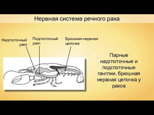 Надглоточный узел Подглоточный узел Брюшная нервная цепочка Нервная система речного
