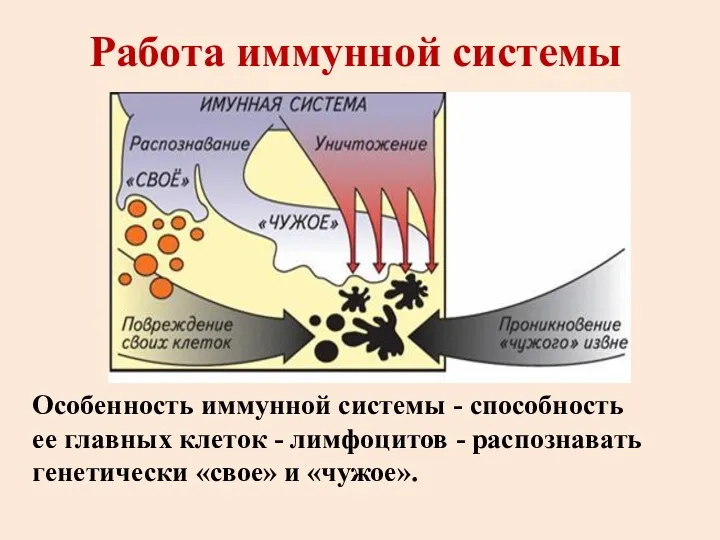 Работа иммунной системы Особенность иммунной системы - способность ее главных клеток - лимфоцитов